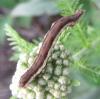 Acontia trabealis